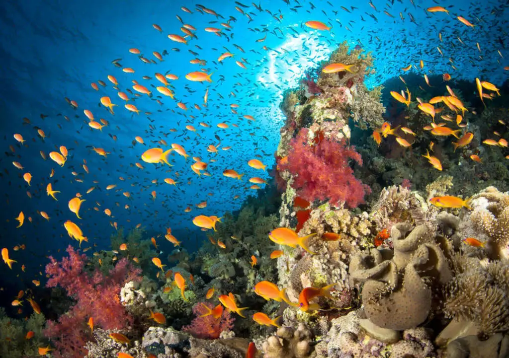 Marine Life in the Red Sea - Photo by Csaba Tökölyi at getty images