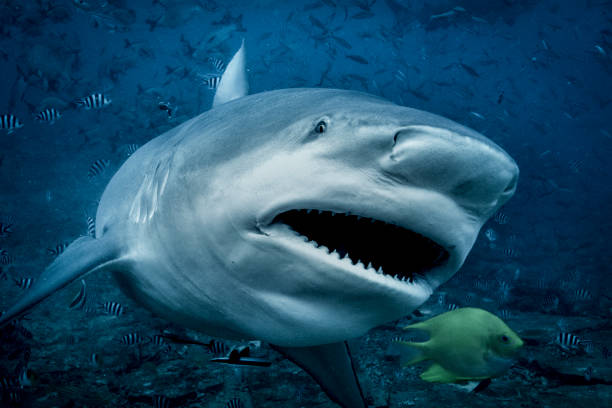 Bull shark Fiji photo by 		George Karbus 