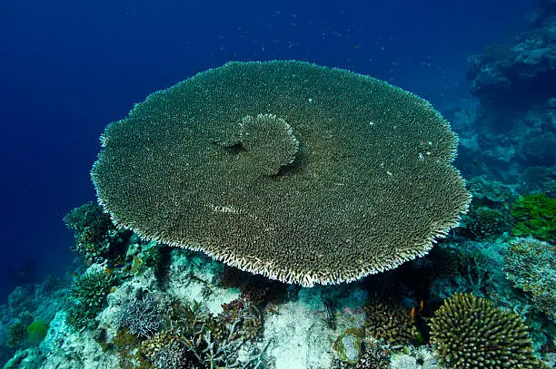  Great Astrolabe Reef photo by Jason Edwards
